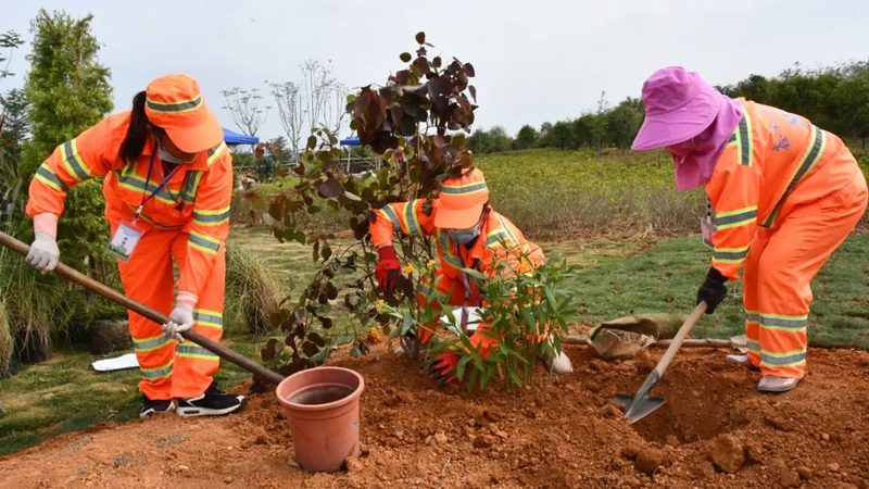 园林绿化苗木采购清单流程：关键步骤与注意事项**