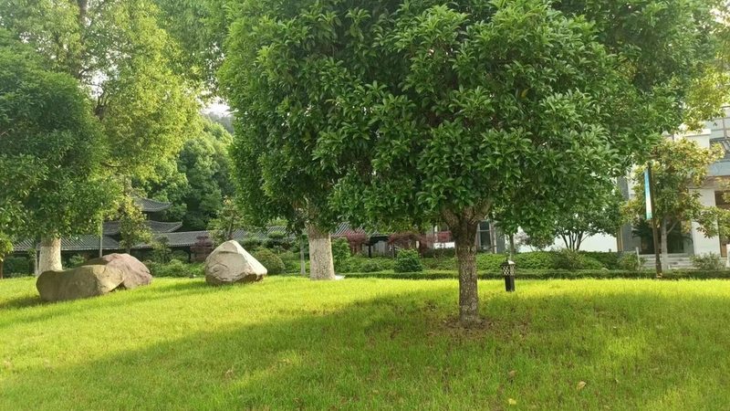 别墅花园植物批发：如何挑选高品质苗木？**